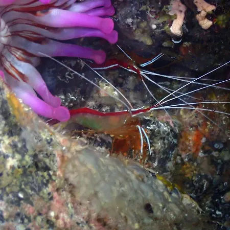 Lägenhet Panoramic View Of Costa Adeje *